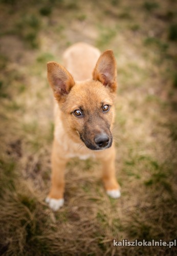 franus-6-miesieczny-szczeniak-wesoly-malec-49124-kalisz.jpg