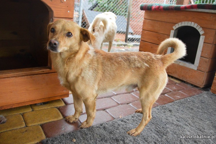 nakolankowy-mori-malutka-niekonfliktowa-psinka-do-pokochania-49167-kalisz-foto.jpg