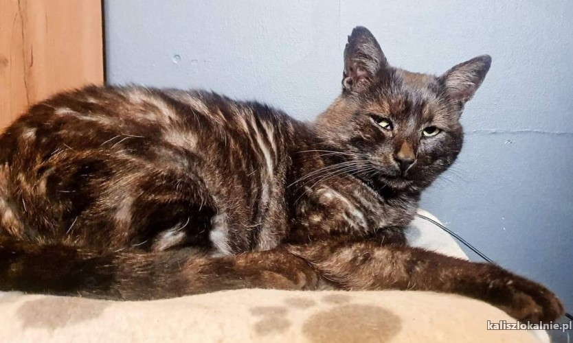 basmanti-przyjazny-grzeczny-kocurek-do-pokochania-49173-kalisz-foto.jpg