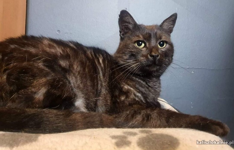 basmanti-przyjazny-grzeczny-kocurek-do-pokochania-49173-kalisz.jpg