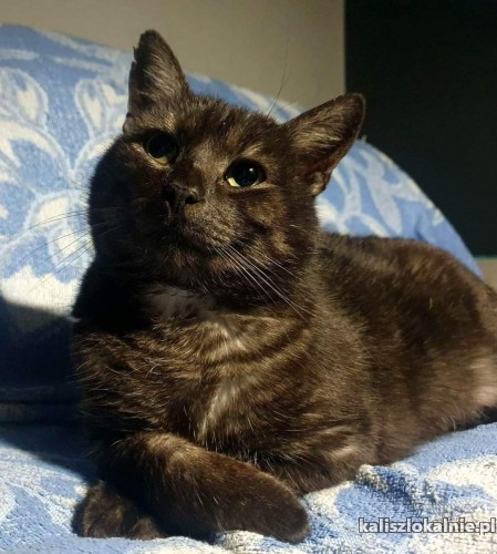 basmanti-przyjazny-grzeczny-kocurek-do-pokochania-49173-sprzedam.jpg
