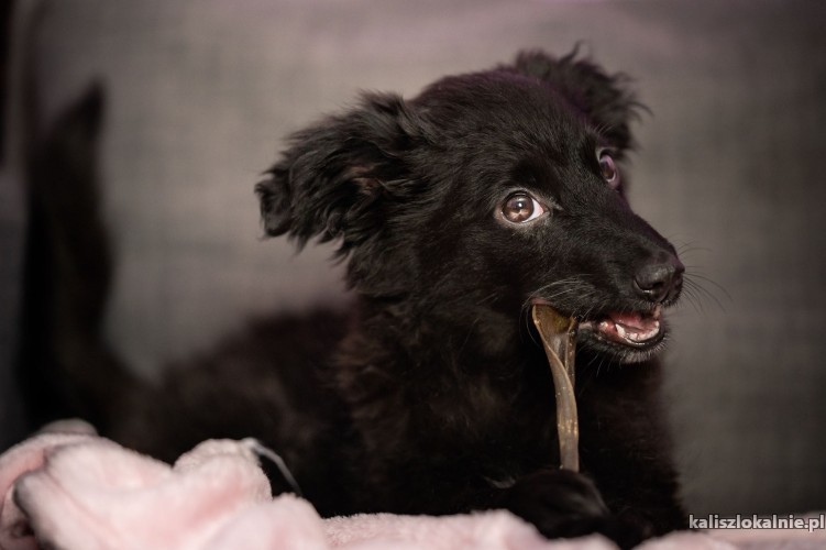 arni-7-miesieczny-wesoly-malec-do-pokochania-49192-psy.jpg