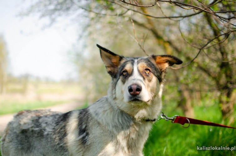 psi-aniol-lagodna-spokojna-luna-szuka-domu-49193-kalisz.jpg