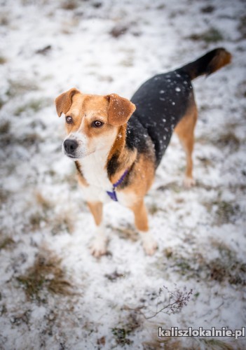 mloda-rezolutna-julcia-swietna-suczka-do-adopcji-49196-kalisz.jpg