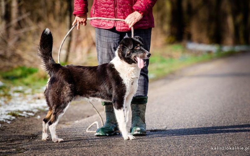 grzes-przyjazny-wesoly-tricolor-szuka-domu-49198-kalisz.jpg