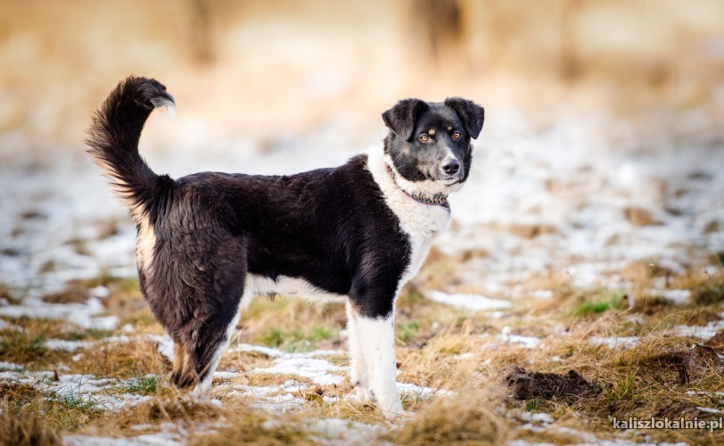 grzes-przyjazny-wesoly-tricolor-szuka-domu-49198-psy.jpg