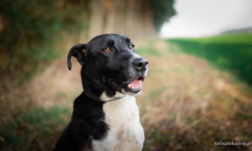 roni-wspanialy-ufny-niekonfliktowy-psiak-49200-kalisz.jpg