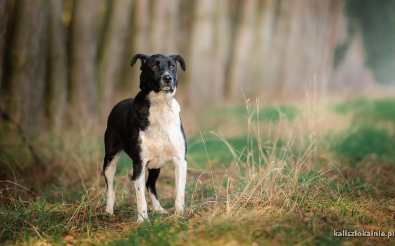 roni-wspanialy-ufny-niekonfliktowy-psiak-49200-psy.jpg
