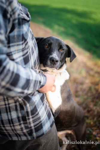 roni-wspanialy-ufny-niekonfliktowy-psiak-49200-sprzedam.jpg
