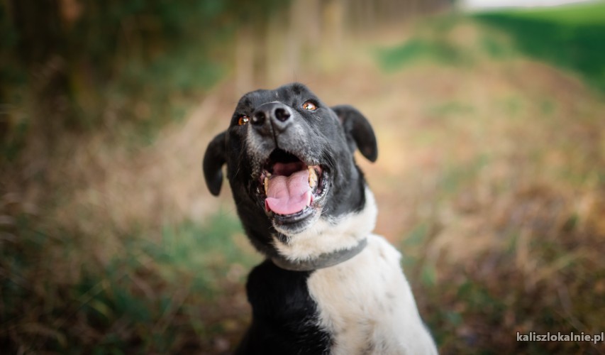 roni-wspanialy-ufny-niekonfliktowy-psiak-49200-zdjecia.jpg