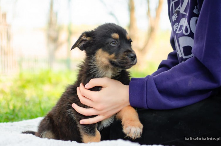 diuna-psi-dzieciak-do-pokochania-49212-kalisz.jpg