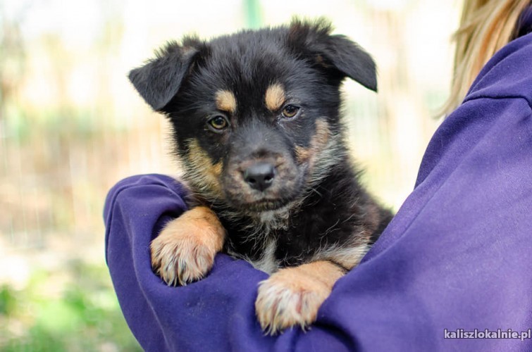 diuna-psi-dzieciak-do-pokochania-49212-psy.jpg