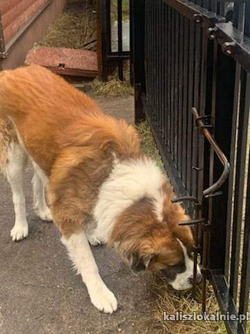 czako-wspanialy-wpatrzony-w-czlowieka-moskiewski-mix-49231-kalisz-foto.jpg
