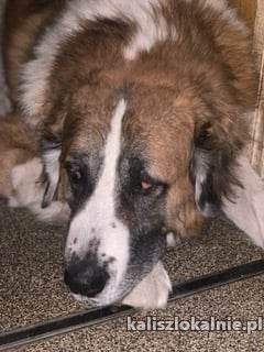 czako-wspanialy-wpatrzony-w-czlowieka-moskiewski-mix-49231-kalisz-na-sprzedaz.jpg