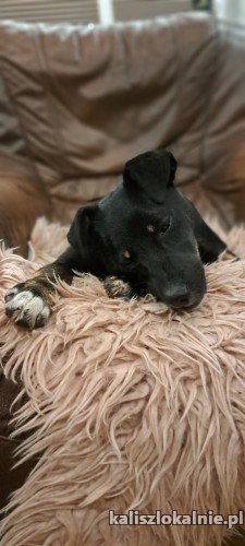 mila-niewielka-6-miesieczna-iskiereczka-49232-kalisz-na-sprzedaz.jpg