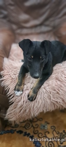 mila-niewielka-6-miesieczna-iskiereczka-49232-kalisz.jpg