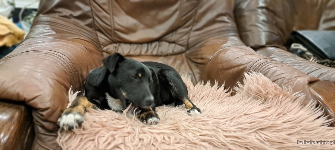 mila-niewielka-6-miesieczna-iskiereczka-49232-psy.jpg
