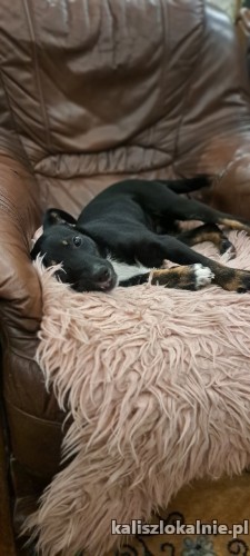 mila-niewielka-6-miesieczna-iskiereczka-49232-sprzedam.jpg