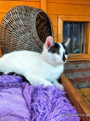 lagodny-przyjazny-trojlapek-szuka-domu-49235-sprzedam.jpg