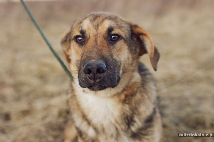 babel-roczny-lagodny-psi-dzieciak-do-pokochania-49266-sprzedam.jpg