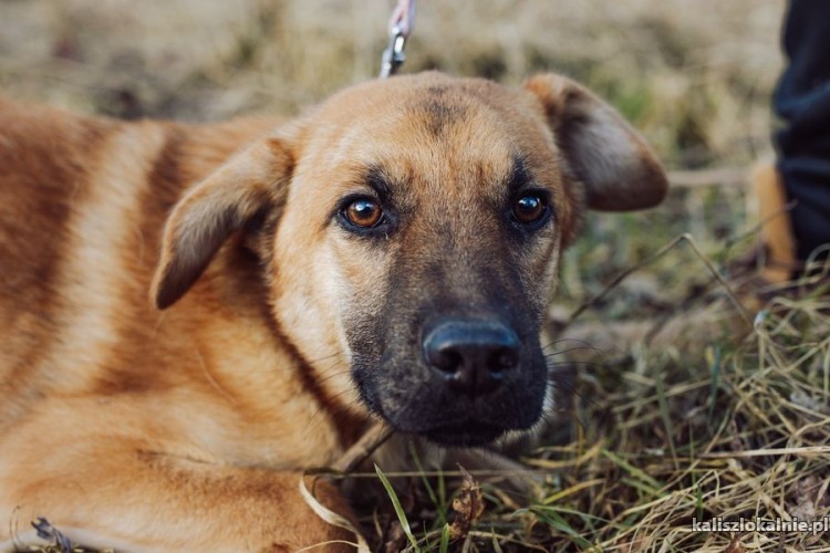 spokojny-mlodziutki-chudy-psi-podrostek-szuka-domu-49270-kalisz.jpg