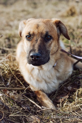 spokojny-mlodziutki-chudy-psi-podrostek-szuka-domu-49270-sprzedam.jpg