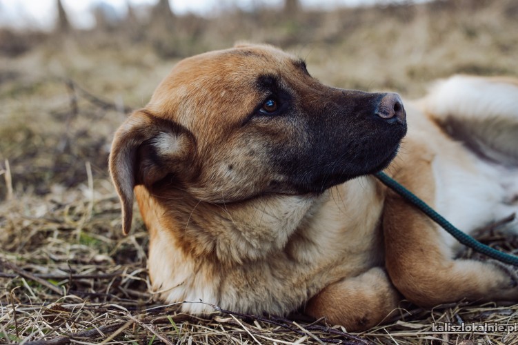 12-miesieczny-cudowny-psiak-z-rozowym-noskiem-49280-kalisz.jpg