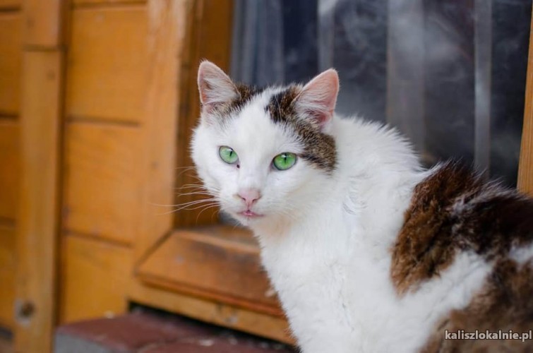 mloda-spokojna-kotka-markiza-o-zielonym-spojrzeniu-49284-sprzedam.jpg