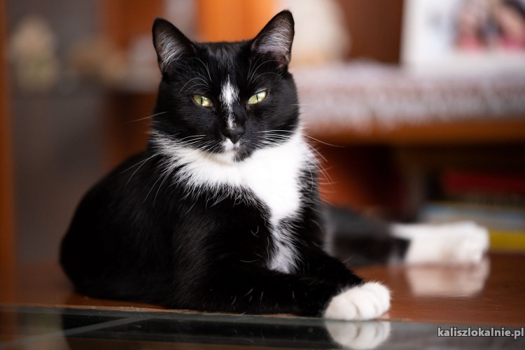 cudownie-miziasty-kotek-dyzio-szuka-domu-49326-kalisz.jpg