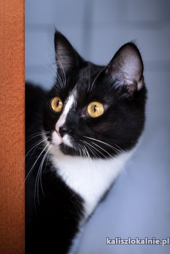 disel-mlody-niesmialy-kocurek-szuka-kochajacego-domu-49327-kalisz.jpg