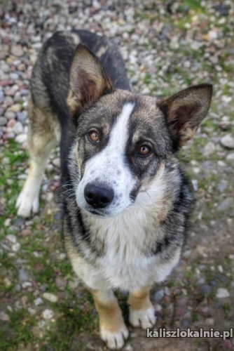 lukas-psi-diament-roczny-wesoly-bystry-psiak-49351-kalisz.jpg