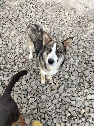 lukas-psi-diament-roczny-wesoly-bystry-psiak-49351-sprzedam.jpg