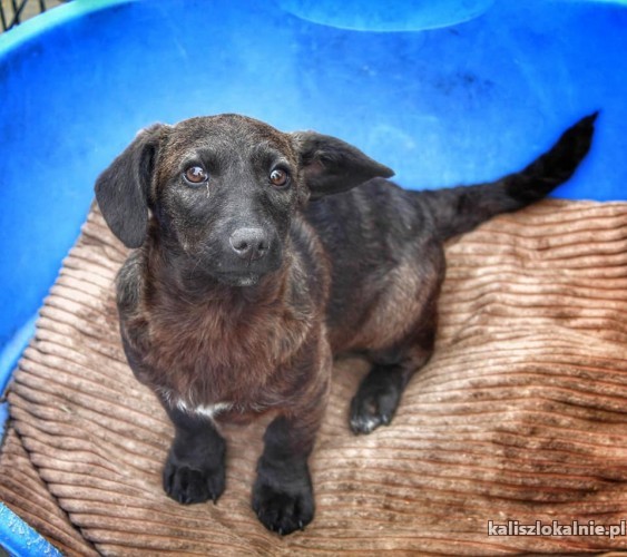chanelka-3-miesieczna-wesola-przyjazna-sunia-szczeniak-49352-kalisz.jpg