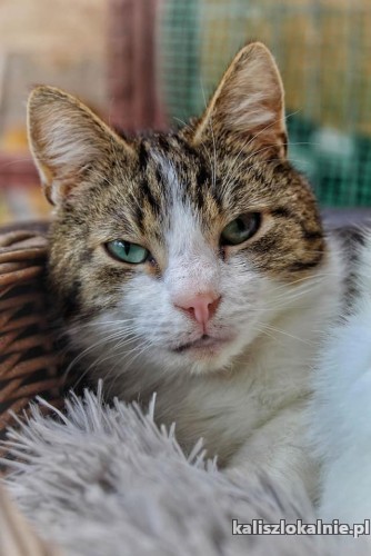 sonik-mlody-wyjatkowy-kocurek-szuka-domu-49376-sprzedam.jpg