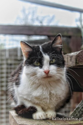 furia-niesmiala-mlodziutka-koteczka-szuka-domu-49381-sprzedam.jpg
