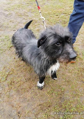 niewielki-mambo-w-typie-sznaucerka-szuka-domu-49386-kalisz.jpg