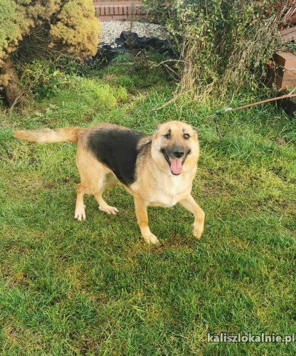 chita-przekochana-sunia-w-typie-owczarka-niemieckiego-49389-kalisz.jpg