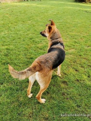 chita-przekochana-sunia-w-typie-owczarka-niemieckiego-49389-sprzedam.jpg