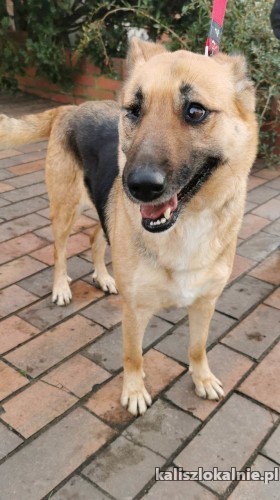 chita-przekochana-sunia-w-typie-owczarka-niemieckiego-49389-zdjecia.jpg