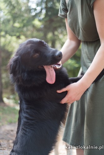 wesoly-elvis-super-psiak-szuka-swojej-rodziny-49433-kalisz-foto.jpg