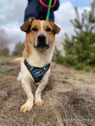 szukasz-psiaka-ktory-rozweseli-kazdy-dzien-adoptuj-chestera-49434-zdjecia.jpg