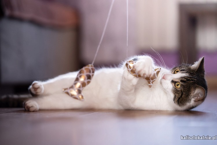 lucjan-towarzyski-przyjazny-kotek-do-pokochania-49470-kalisz.jpg