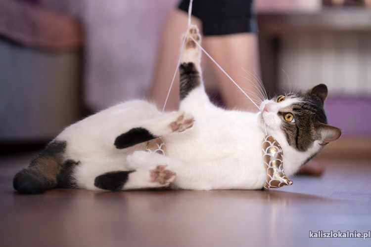 lucjan-towarzyski-przyjazny-kotek-do-pokochania-49470-koty.jpg