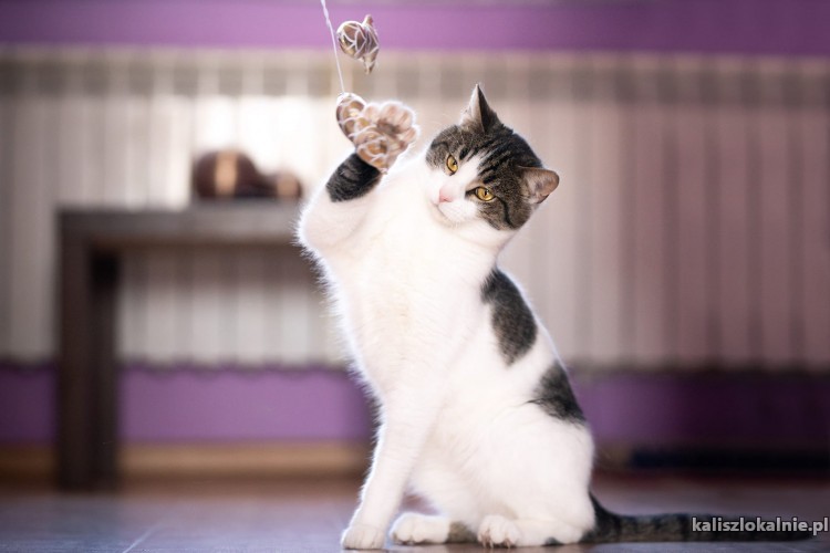lucjan-towarzyski-przyjazny-kotek-do-pokochania-49470-sprzedam.jpg