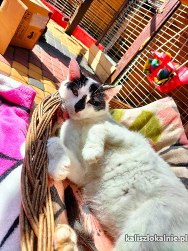 lapek-koci-towarzysz-wesoly-i-przyjazny-49535-kalisz.jpg
