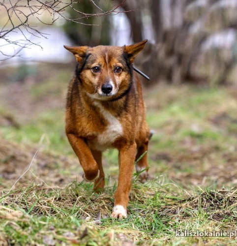 niewielka-niekonfliktowa-lisia-spokojna-sunia-adopcja-49537-kalisz.jpg