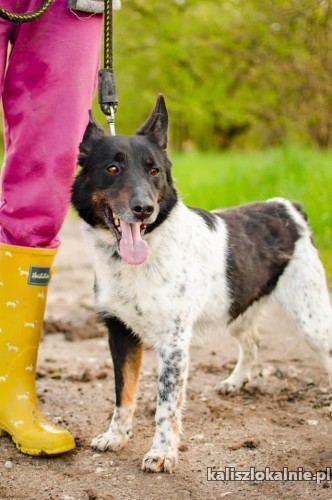 niewielki-latek-pies-z-ktorym-mozna-konie-krasc-49554-sprzedam.jpg