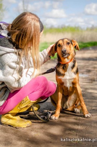 aleks-pies-ktory-jest-gotow-podbic-z-toba-swiat-49561-kalisz-foto.jpg