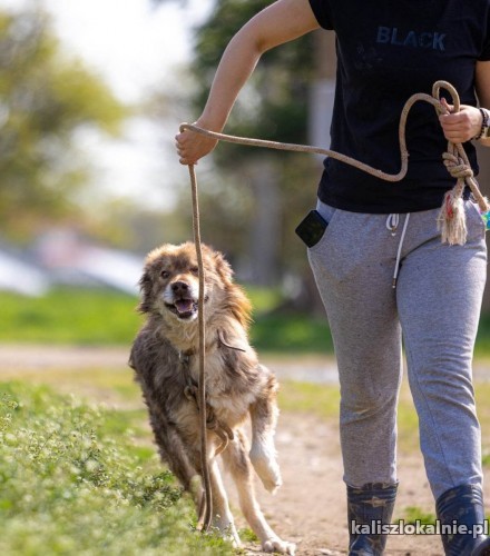 mlodziutki-aslan-cudowny-przyjazny-psiak-szuka-domu-49577-kalisz.jpg