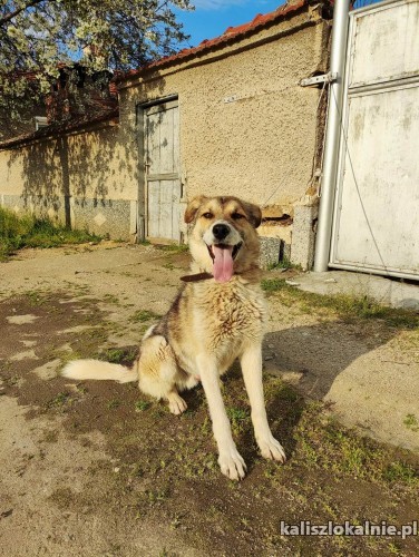mlodziutki-duszko-wesoly-niekonfliktowy-super-psiak-49596-kalisz-foto.jpg